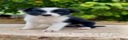 Border Collie perros en venta: BORDER COLLIE DE VILLA BIZNAGA - Anuncio 17