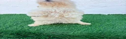 Bichón Maltés perros en venta: Bichon Maltes coreana - Anuncio 12