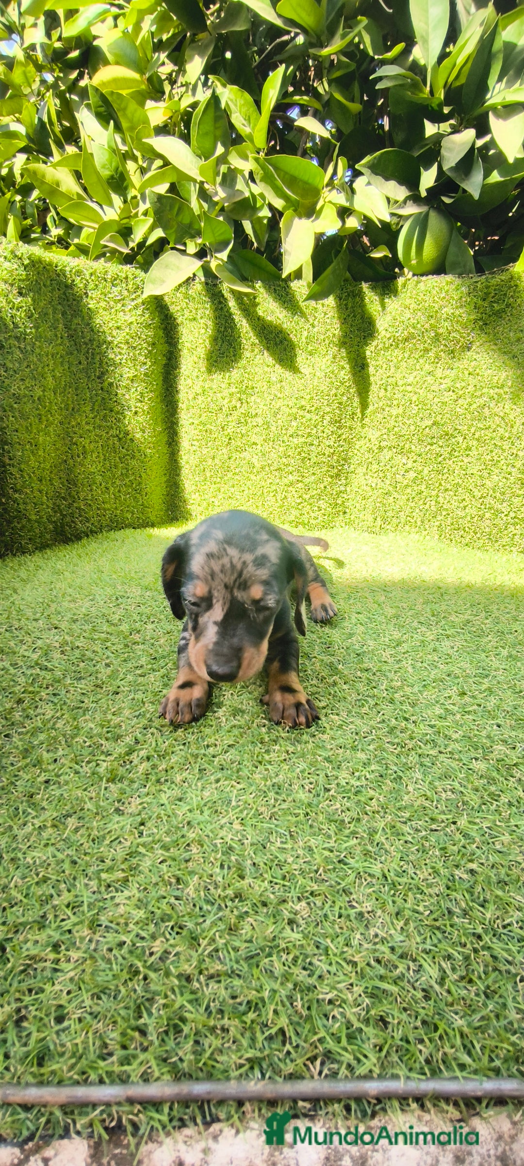 Teckel Miniatura perros en venta: camada teckel canichen muy pequeños  - Imagen 17