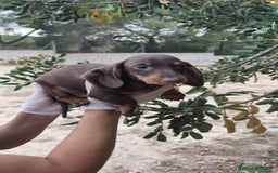 Teckel Miniatura perros en venta: Teckels  - Imagen 3
