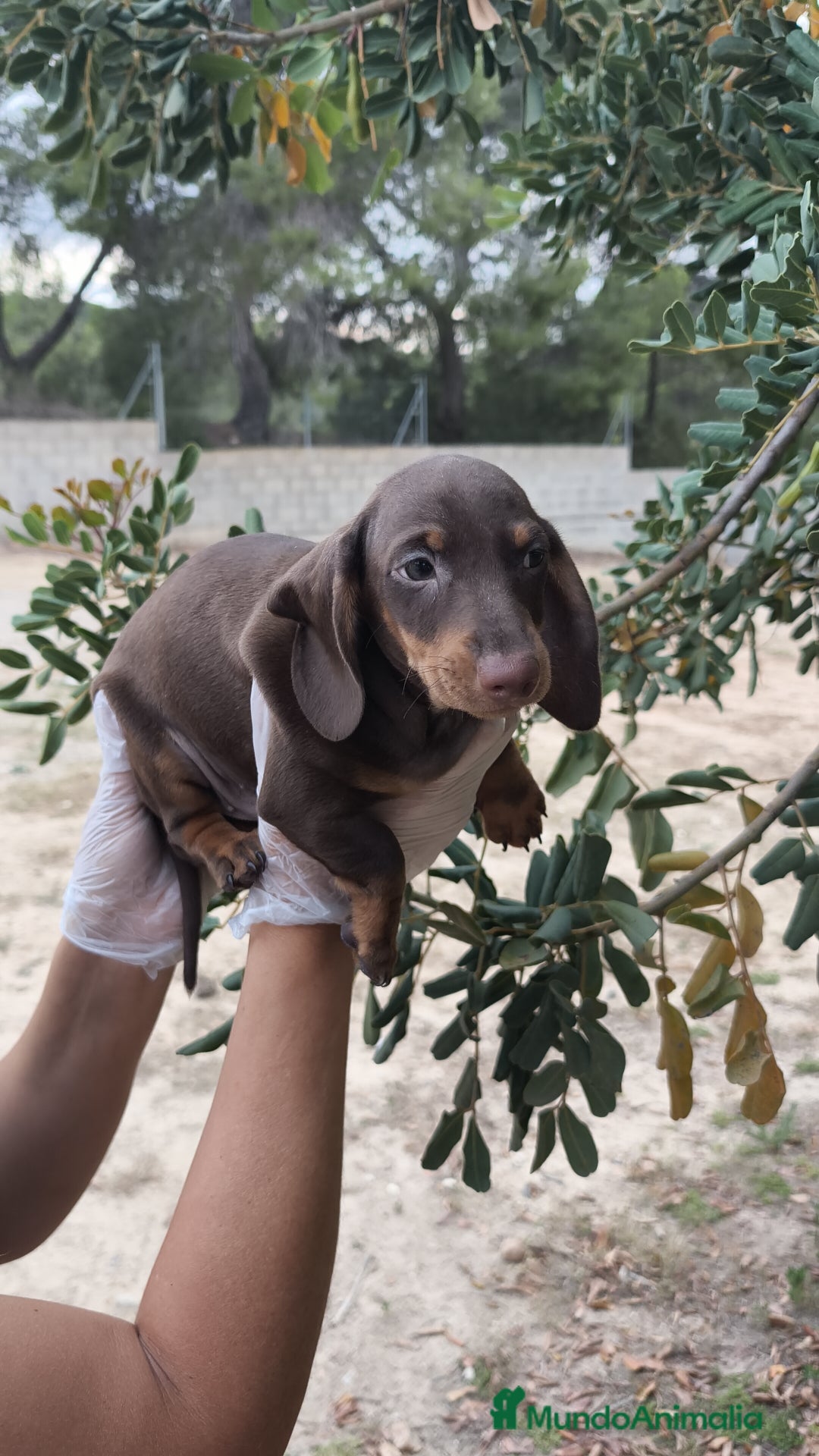 Teckel Miniatura perros en venta: Teckels  - Imagen 3