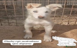 Border Collie perros en venta: Border collie línea belleza - Imagen 2