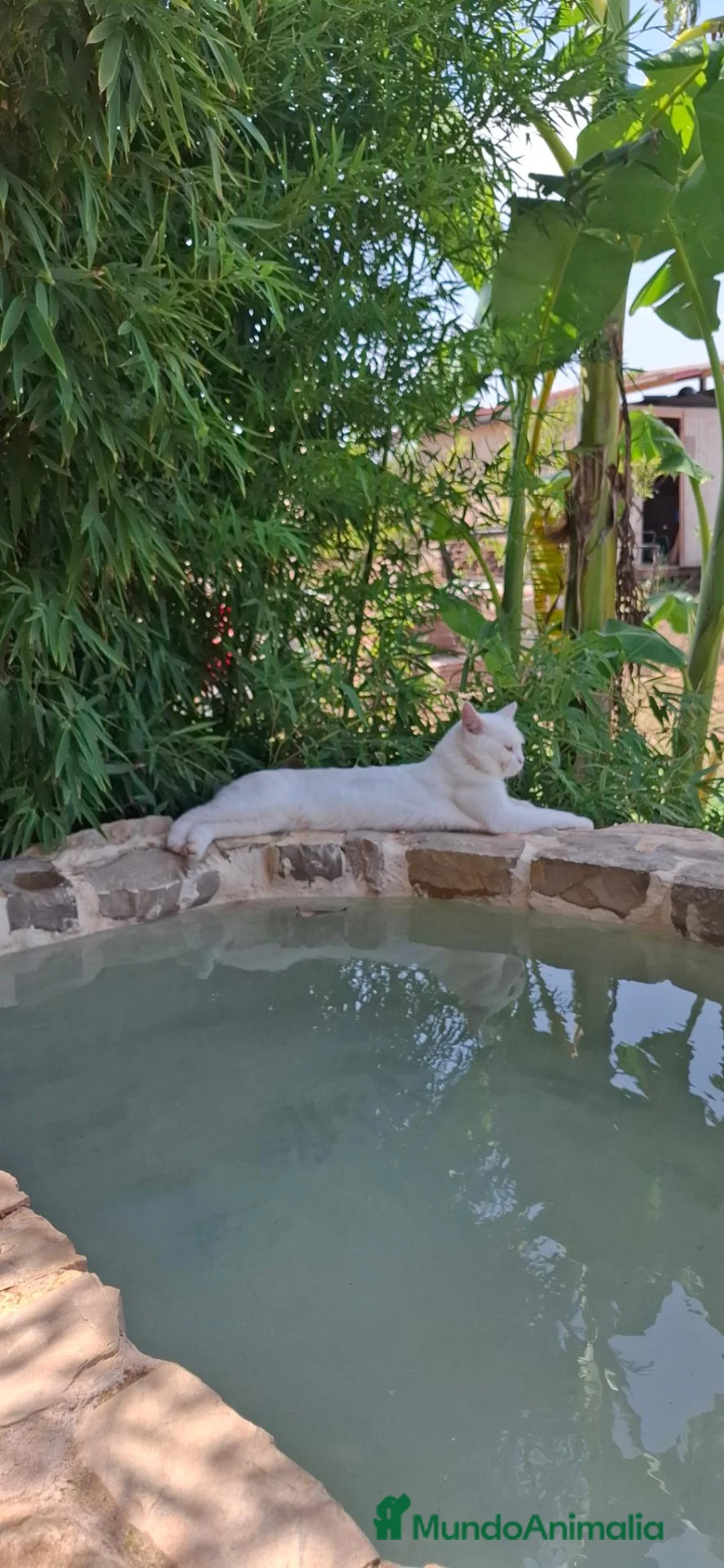 Angora Turco gatos en venta: Angora x Europeo gatitos blancos - Anuncio 2