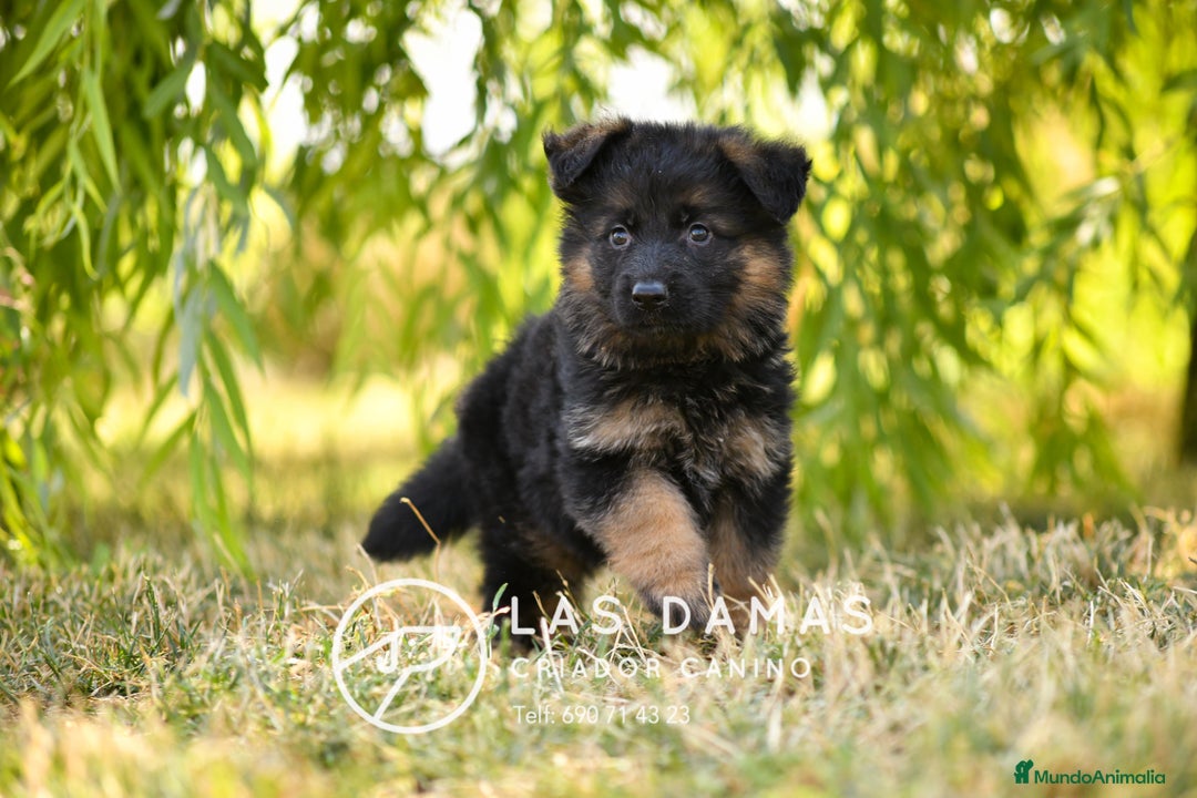 Pastor Alemán perros en venta: Hembras de pastor alemán  - Imagen 4