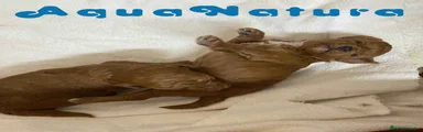 Caniche Enano