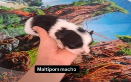 Bichón Maltés perros en venta: Maltipom machos  - Imagen 4