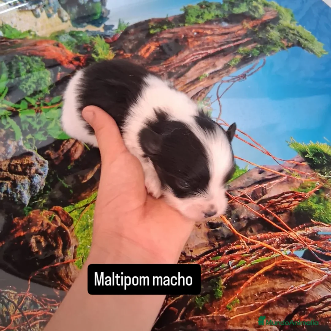 Bichón Maltés perros en venta: Maltipom machos  - Imagen 4