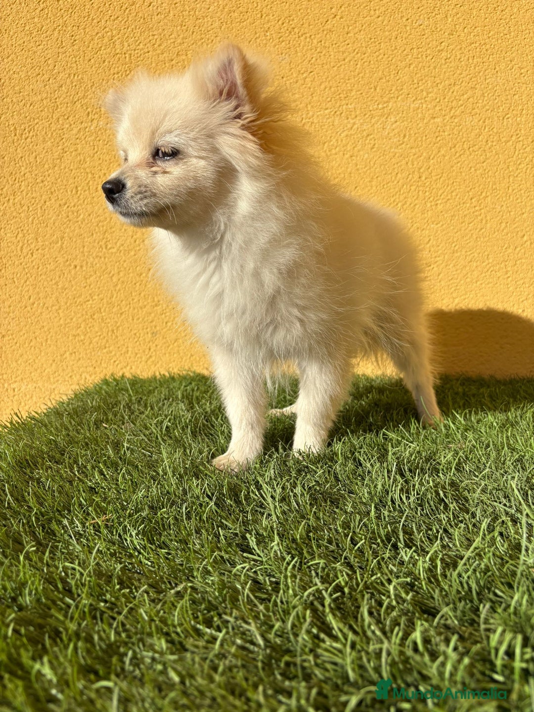 Pomerania perros en venta: Pomerania toy macho blanco  - Imagen 4