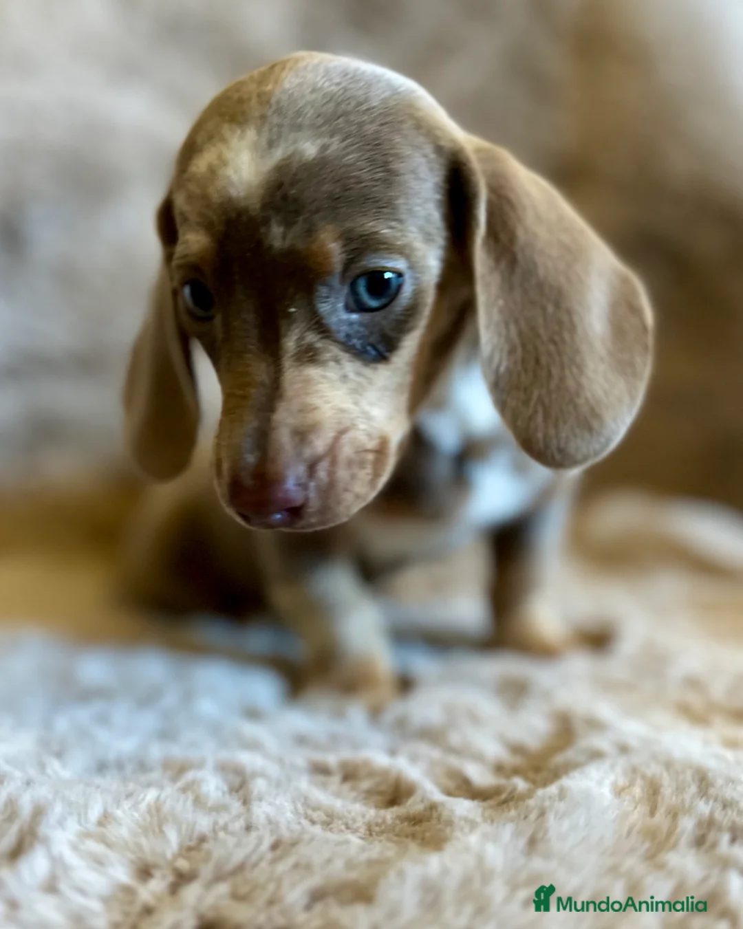 Teckel Miniatura perros en venta: TECKEL ISABELLA MERLE OJOS AZULES - Anuncio 6