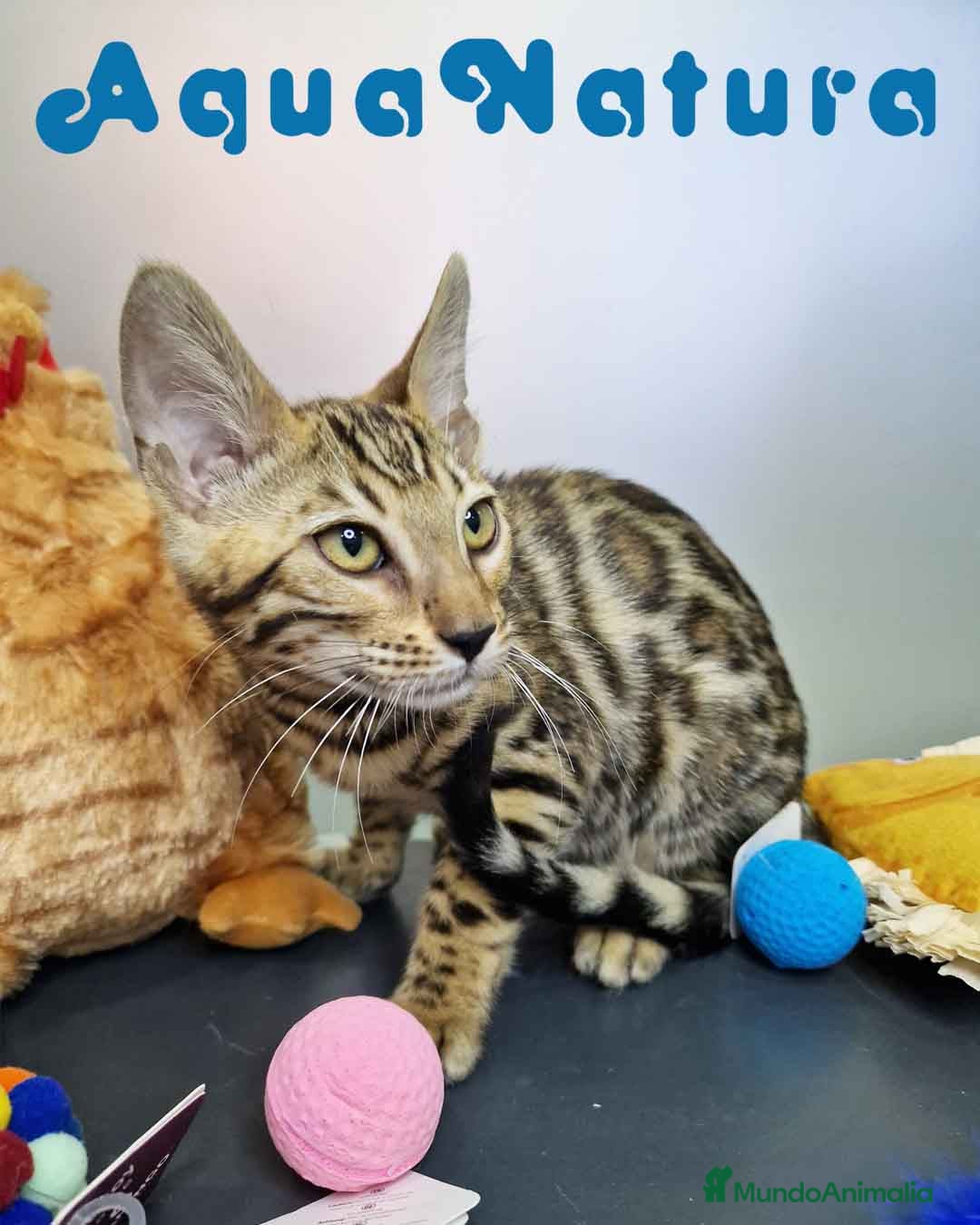 Bengalí gatos en venta: Bengali Hembra 4611 AQUANATURA - Imagen 4