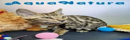 Bengalí gatos en venta: Bengali Hembra 4611 AQUANATURA - Anuncio 4