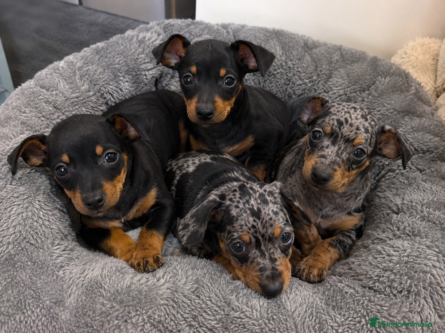 Pinscher Miniatura perros MINI PINSCHER NEGRO FUEGO DISPONIBLES 🐾 - Anuncio 1