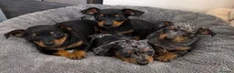 Pinscher Miniatura perros en venta: MINI PINSCHER NEGRO FUEGO DISPONIBLES 🐾 - Anuncio 1