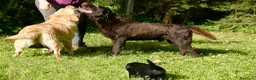 Labrador Retriever perros en venta: PRECIOSO CACHORRO LABRADOR NEGRO. - Anuncio 11