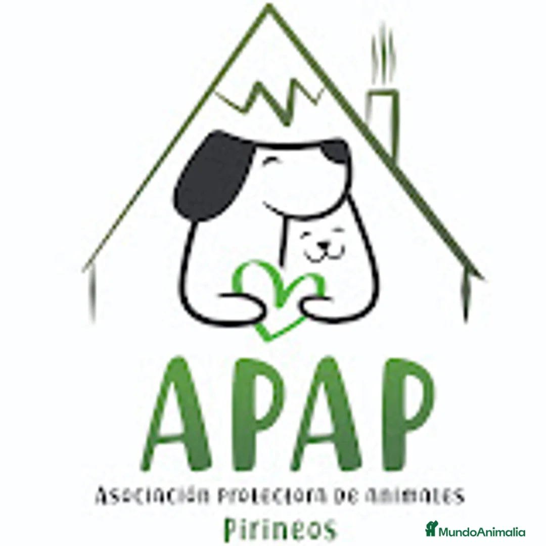 Raza Mixta perros en adopcion: THOR busca hogar - Anuncio 4