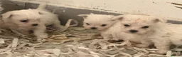 Bichón Maltés perros en venta: Camada Bichon maltes  - Anuncio 6