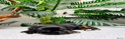 Cocker Spaniel Inglés perros en venta: COCKER SPANIEL INGLES - Anuncio 2