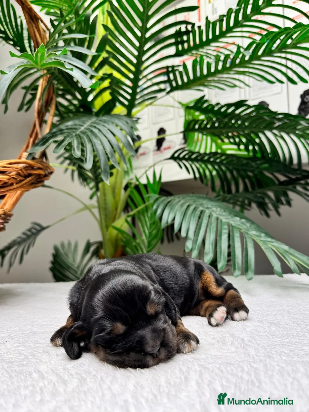 Cocker Spaniel Inglés perros en venta: COCKER SPANIEL INGLES - Anuncio 2