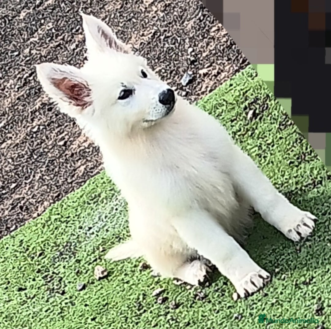Pastor Blanco Suizo perros en venta: Pastor Blanco Suizo  - Imagen 6
