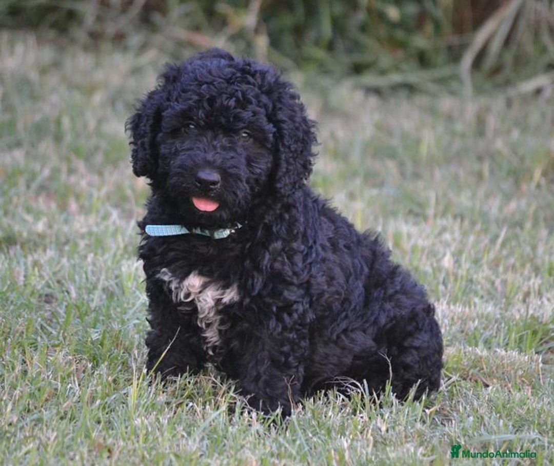 Perro de Agua Español perros en venta: Cachorra perro de agua  - Imagen 1