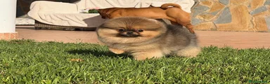 Pomerania 1