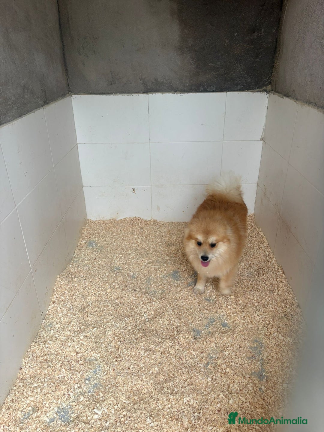 Pomerania perros en venta: Oportunidad Pomerania machos  - Anuncio 2