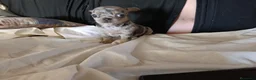 Chihuahua perros en venta: ‼️‼️PRECIOSA CHIHUAHUAS MERLE  - Anuncio 2