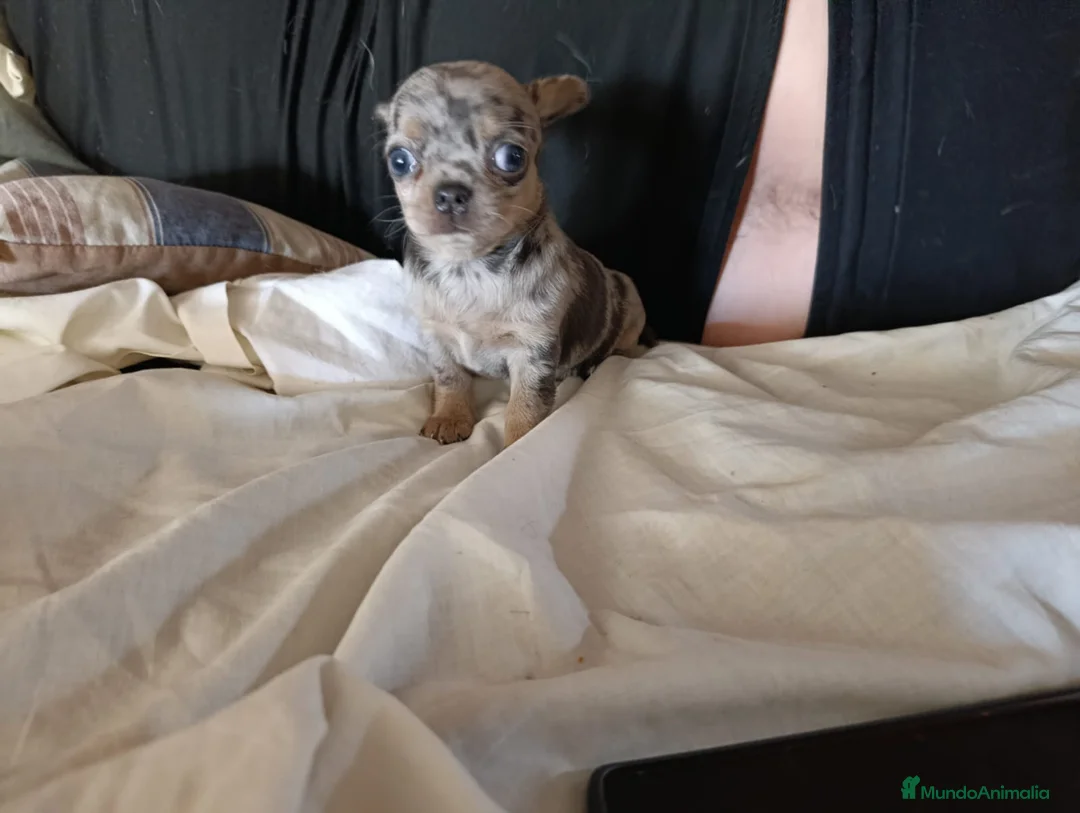 Chihuahua perros en venta: ‼️‼️PRECIOSA CHIHUAHUAS MERLE  - Anuncio 2