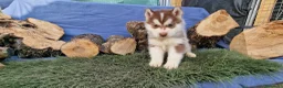Husky Siberiano perros en venta: Husky siberiano  - Anuncio 4