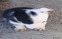 Border Collie perros en venta: Border collie machos - Imagen 5