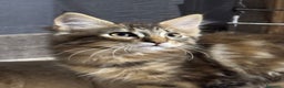 Maine Coon gatos en venta: Preciosa Camada Maine Coon - Anuncio 18