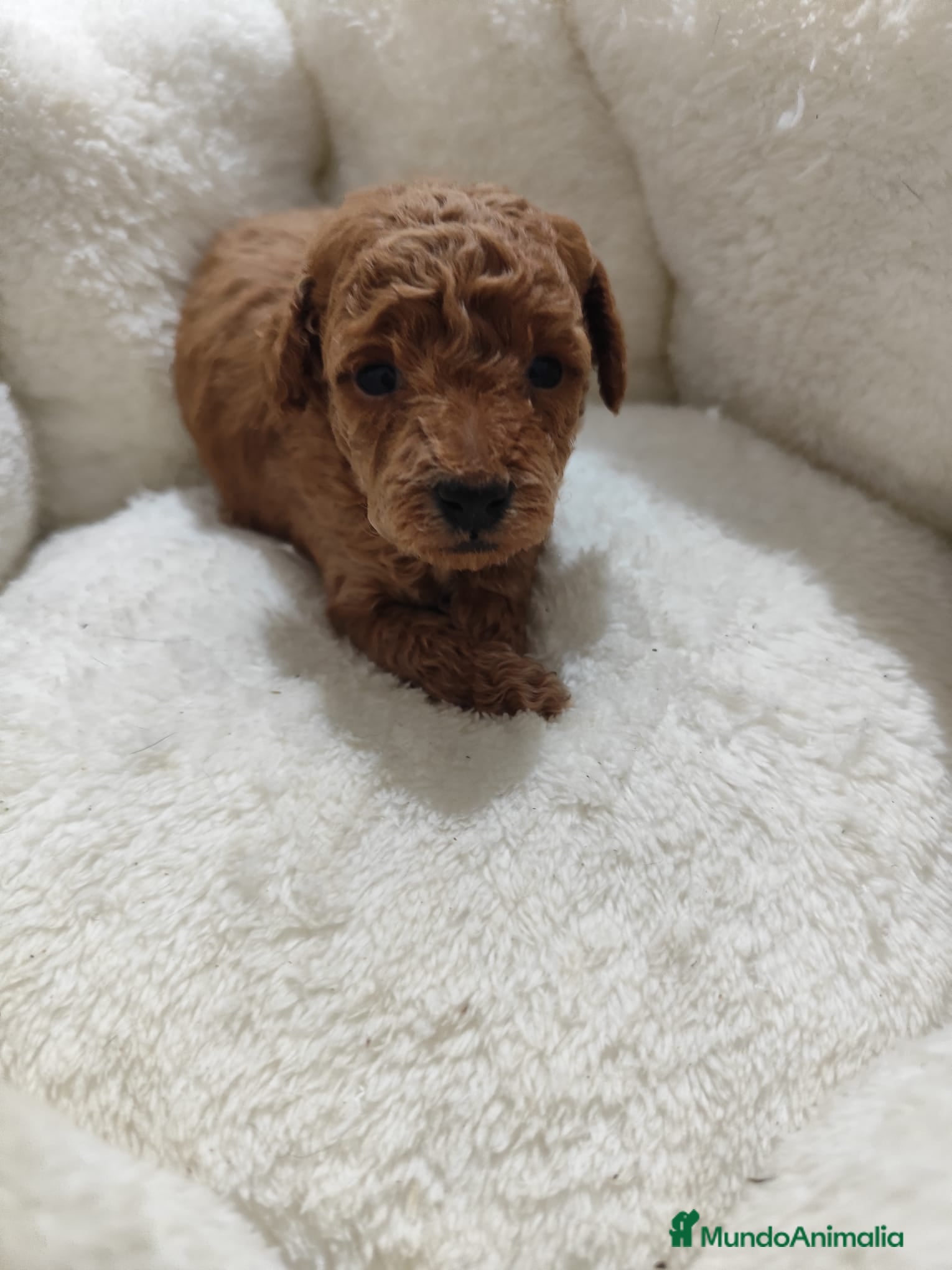 Caniche Toy perros en venta: Caniche toy  - Anuncio 8
