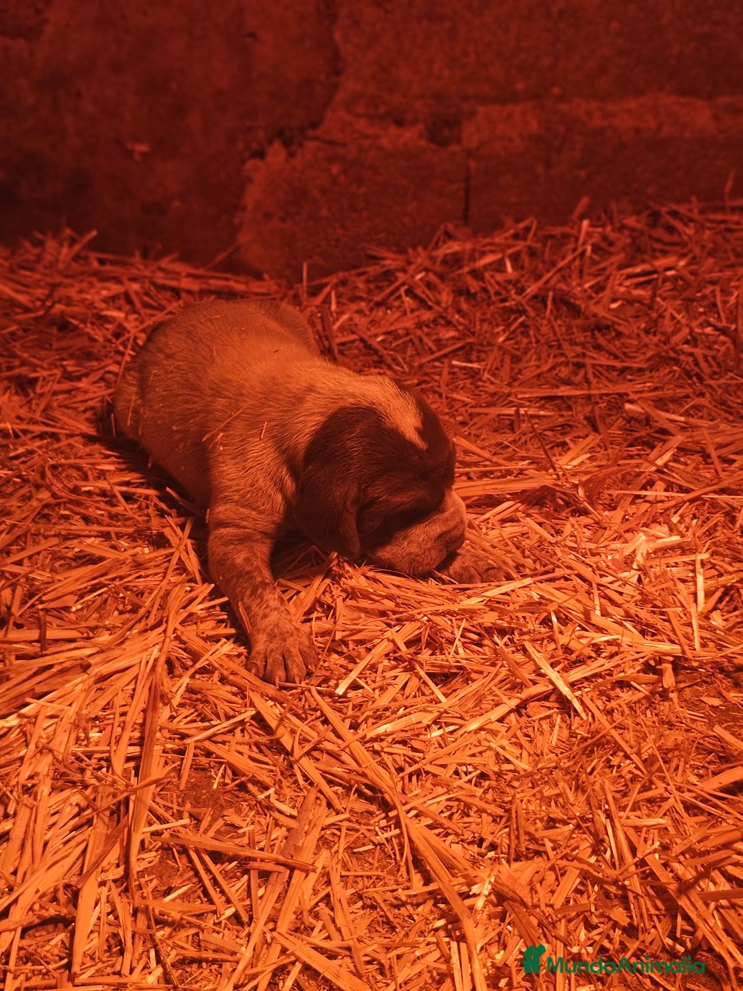 Braco Alemán de Pelo Corto perros en venta: Braca aleman - Anuncio 2