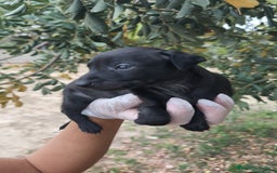 Pequeño Lebrel Italiano perros en venta: Pequeño lebrel Italiano disponibles - Imagen 3