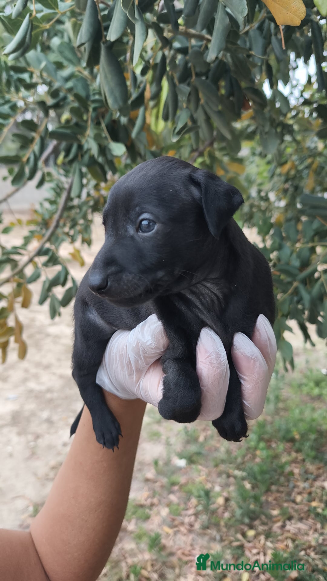 Pequeño Lebrel Italiano perros en venta: Pequeño lebrel Italiano disponibles - Imagen 3