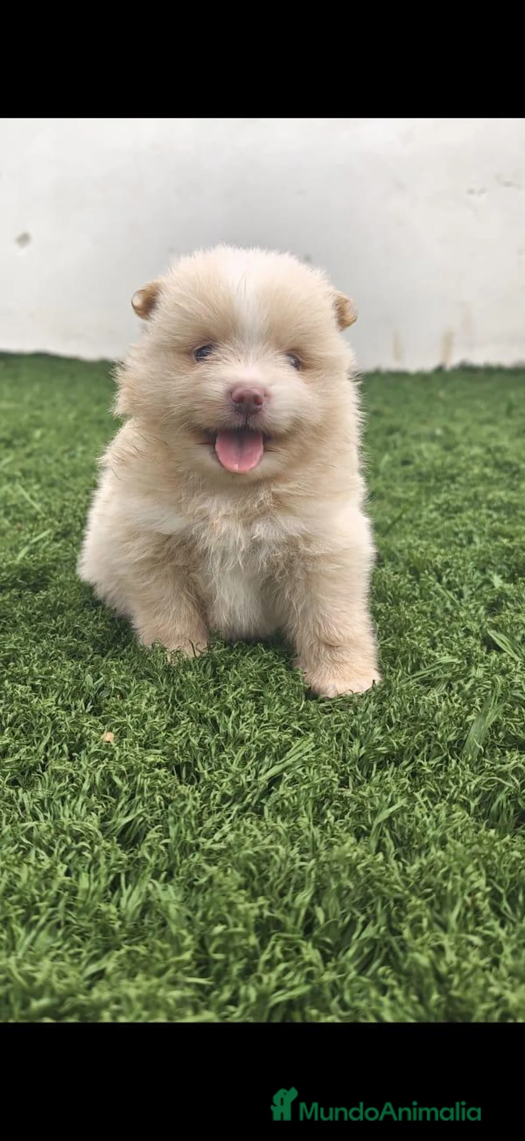 Pomerania perros en venta: Pomerania  - Anuncio 2