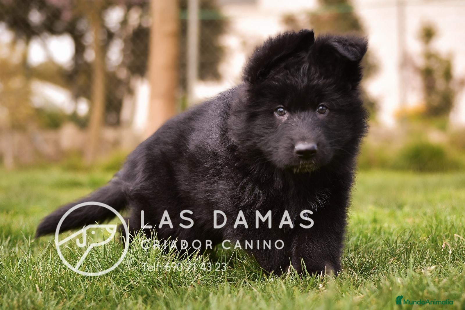 Pastor Alemán perros Pastor alemán negro de pelo largo - Anuncio 4