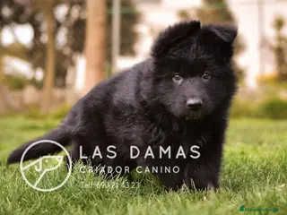 Pastor Alemán perros Pastor alemán negro de pelo largo - Anuncio 2