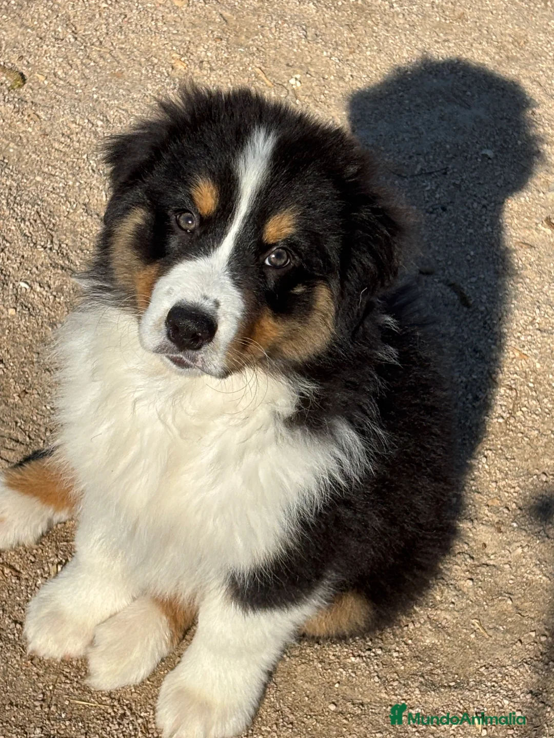 Pastor Australiano perros en venta: Macho pastor australiano  - Anuncio 2