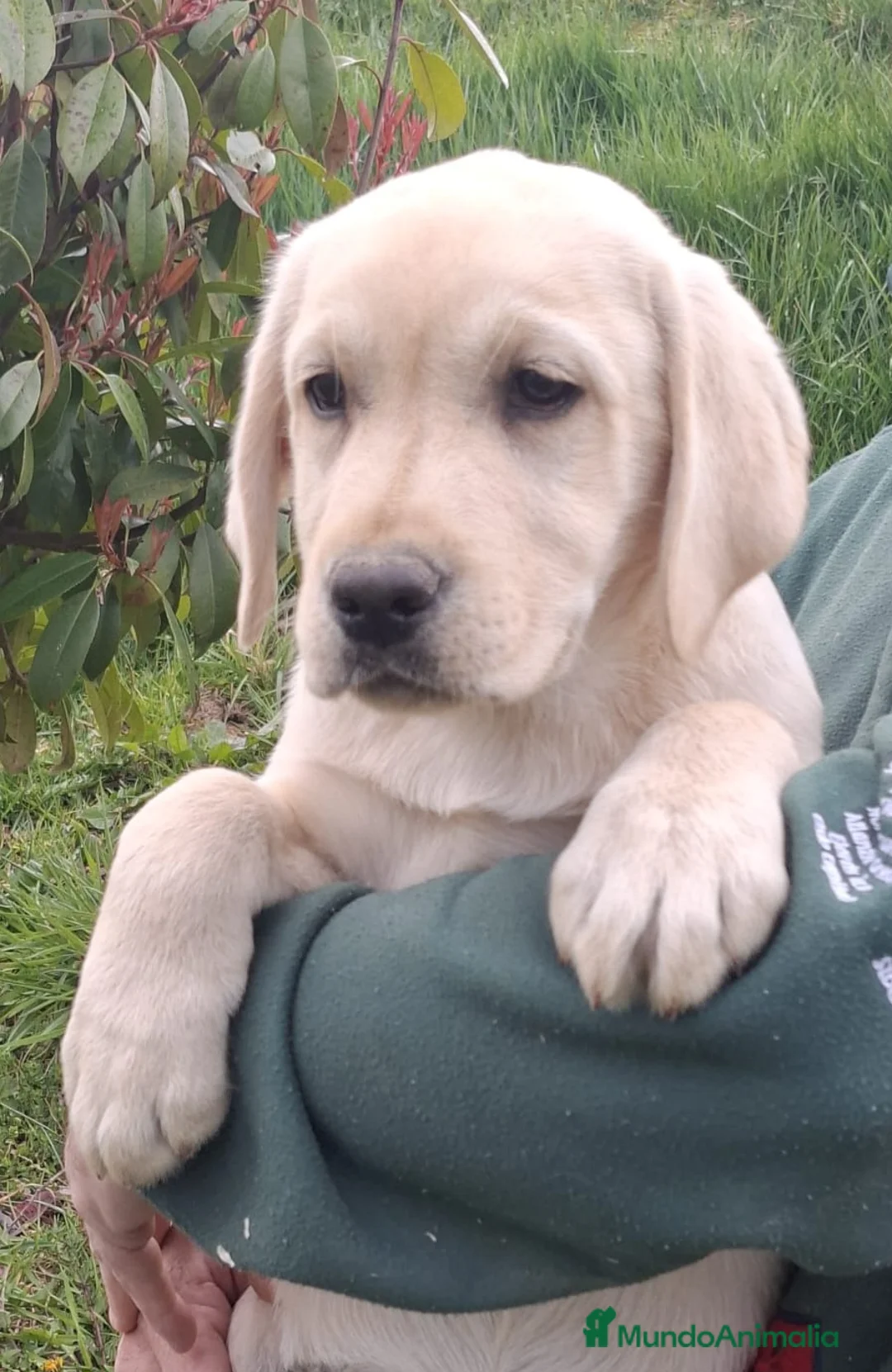 Labrador Retriever perros en venta: LABRADOR RETRIEVER - Anuncio 1