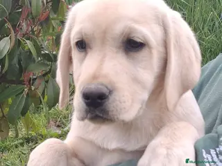 Labrador Retriever perros LABRADOR RETRIEVER - Anuncio 2