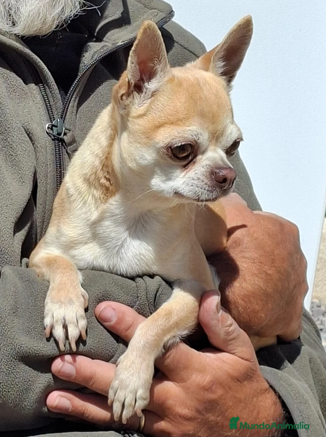 Chihuahua perros en venta: Chihuahua macho  - Anuncio 1