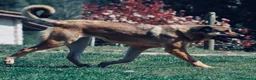 Mastín Español perros en venta: Cachorros Mastín Esapañol Ganadero - Anuncio 8