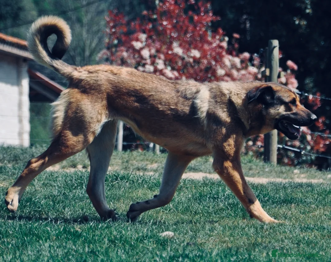 Mastín Español perros en venta: Cachorros Mastín Esapañol Ganadero - Anuncio 8