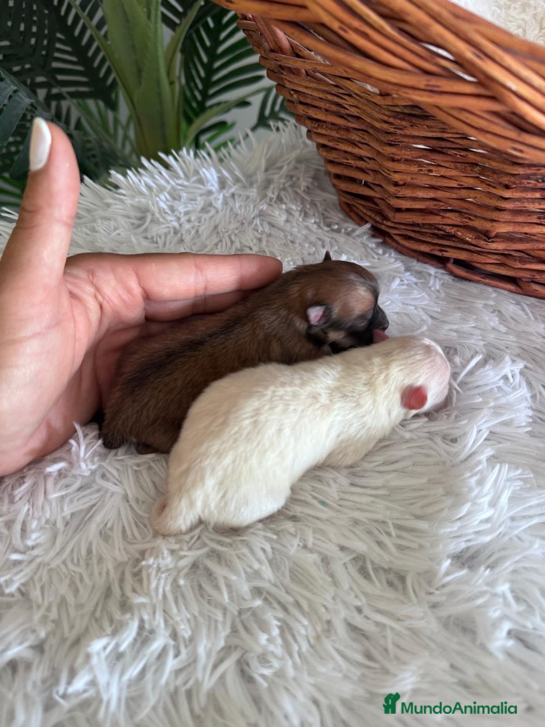 Pomerania perros en venta: POMERANIA HEMBRAS - Imagen 3
