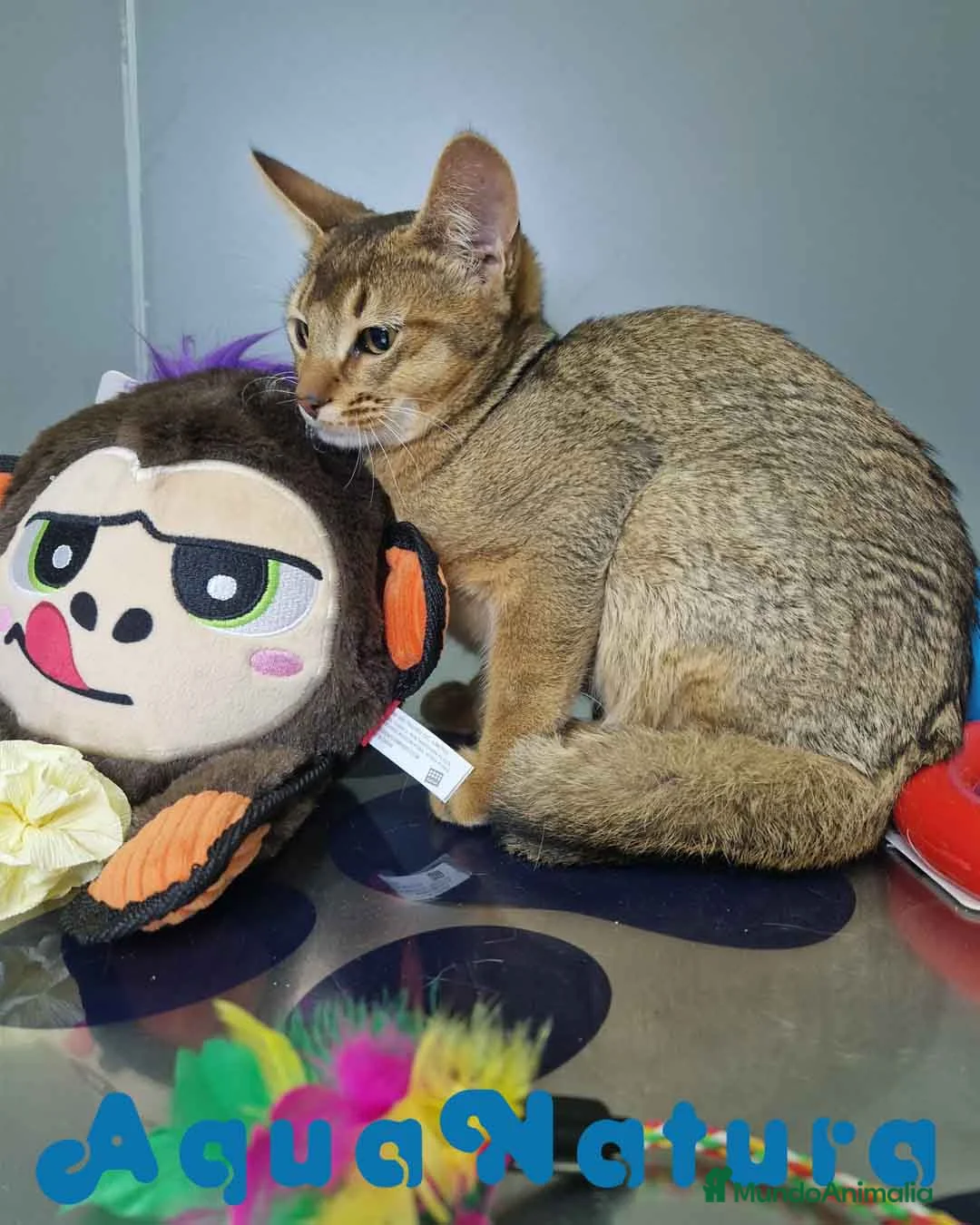 Abisinio gatos en venta: Abisinio Macho de Santa 1932 AQUANATURA - Anuncio 9