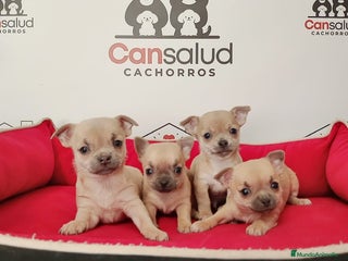 Pomchi perros Pomchi - Anuncio 29