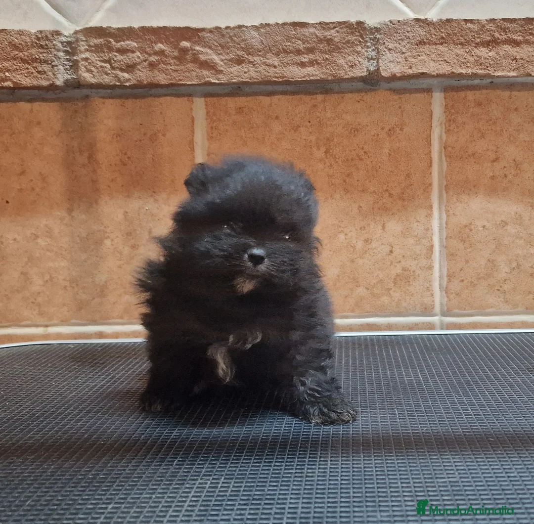 Pomerania perros en venta: Hembras de Pomerania con pedigree  - Anuncio 4