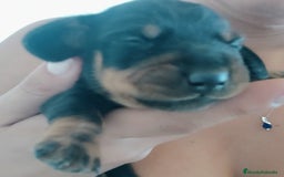 Teckel perros en venta: Cachorro de teckel  - Anuncio 1