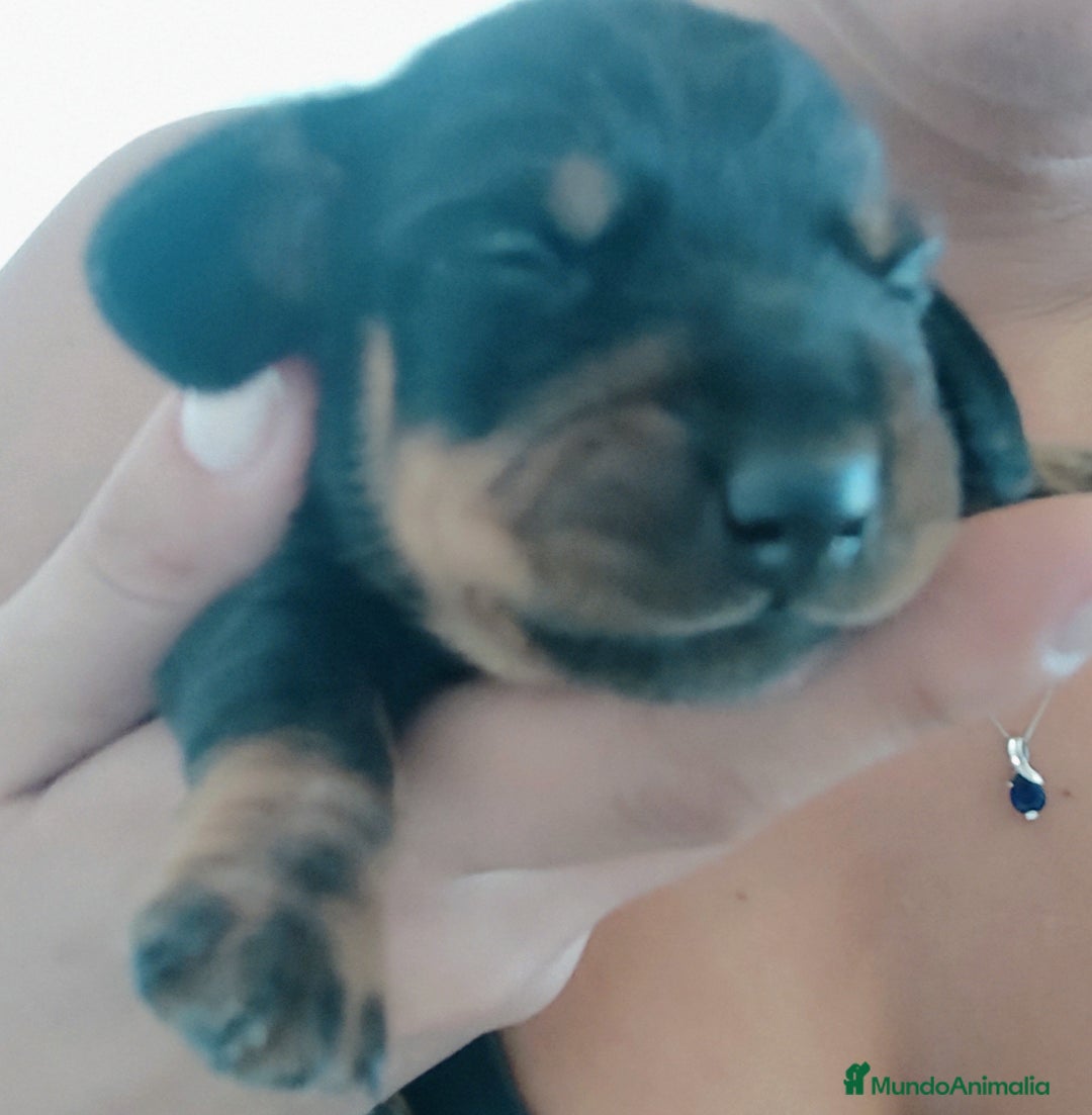 Teckel perros en venta: Cachorro de teckel  - Anuncio 1